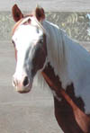 Shown as a yearling.  Click to view a larger image.