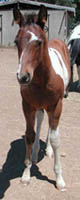 Decco Doc Royal, sired by Doc's Twice Royal