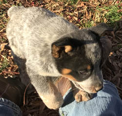Queensland Heeler puppy - blue male