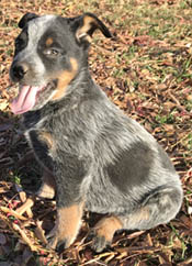 Queensland Heeler puppy - blue male