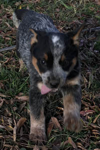 Queensland Heeler puppy - blue female