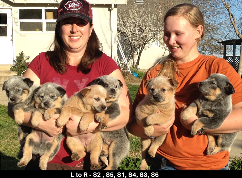 Spring Pups