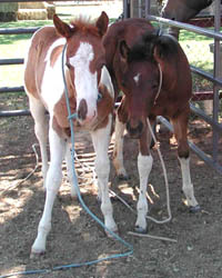 Click here to view photos & info on our APHA paint horse foals.